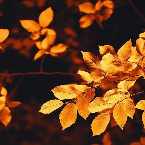 Deco Panel, Jesienny krzew 60x40 na Arena.pl