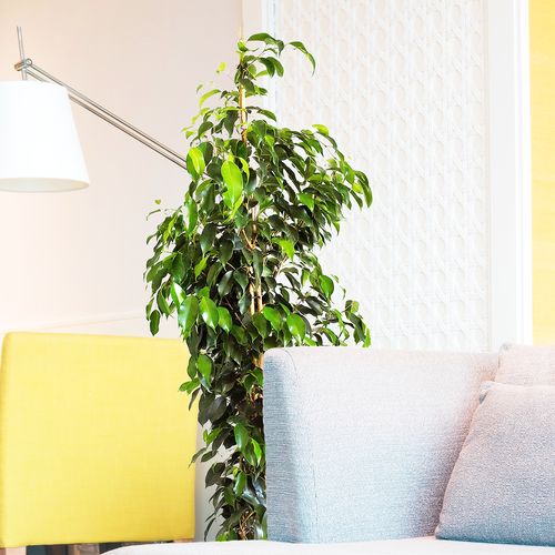 FIKUS (FICUS) BENJAMINA DANIELLE 135 cm na Arena.pl