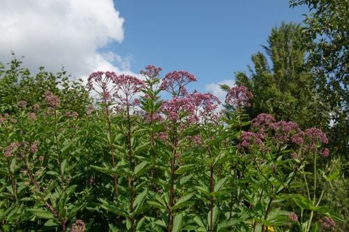 Sadziec plamisty 'Red Dwarf' Różowy, doniczka 2L (Eupatorium maculatum) na Arena.pl