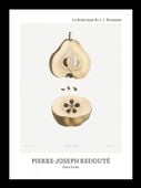 Plakat 13x18cm Design Pear Fruit, Redoute Vintage do Salonu