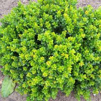 Berberys KOBOLD Kulista zielona miniatura Na skalniak Obwódki Sadzonki C2