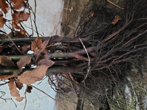 Buk pospolity Żywopłot 120/150cm Szkółkowane rośliny na Arena.pl