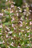 product-compare-56607541