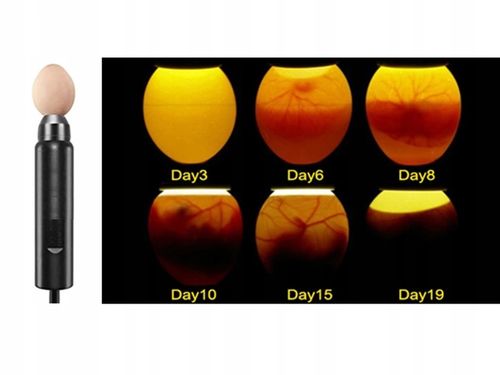 Wysokiej jakości AUTOMATYCZNY INKUBATOR na 30 jaj na Arena.pl