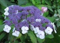 HORTENSJA KOSMATA Macrophylla - sadzonki w doniczkach