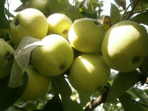 Jabłoń PAPIERÓWKA Oliwka żółta/ ODMIANA DESEROWA na Arena.pl