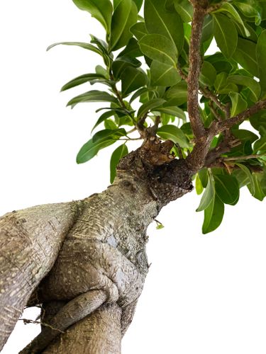 Bonsai Fikus Microcarpa GINSENG 55 cm na Arena.pl