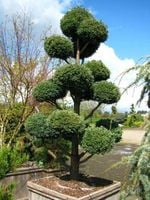 BONSAI BONZAJ CYPRYS LAWSONA WIELE KUL 150CM