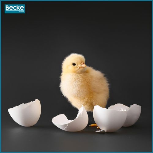 Inkubator klujnik wylęgarnia automatyczna cyfrowy owoskop obracanie jaj 24 na Arena.pl