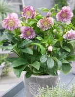 CIEMIERNIK WSCHODNI DOUBLE ELLEN PINK SPOTTED - sadzonki w doniczkach