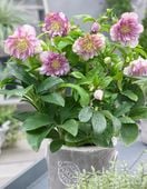 CIEMIERNIK WSCHODNI DOUBLE ELLEN PINK SPOTTED - sadzonki w doniczkach