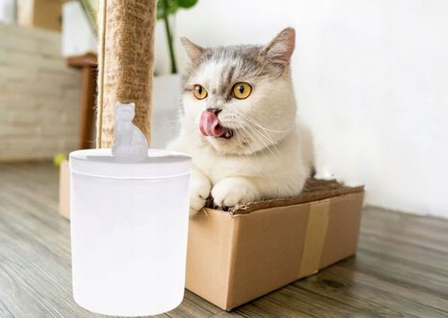 POJEMNIK ceramiczny 1800 ml pojemnik na smaczki, karmę, atest do żywności na Arena.pl