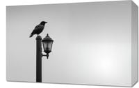Obraz 60x40cm Samotny Postój Kruka