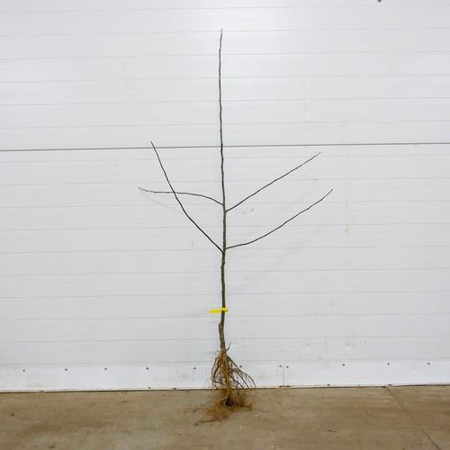 SADZONKI DRZEWKA OWOCOWE JABŁOŃ SZAMPION SŁODKA NAJLEPSZA I SOCZYSTA na Arena.pl