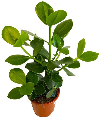 KLUZJA (CLUSIA)  50 cm na Arena.pl
