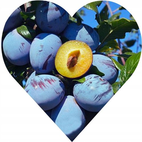 Śliwa WĘGIERKA DĄBROWICKA Twoja działka zasługuje na VIP-a wśród na Arena.pl