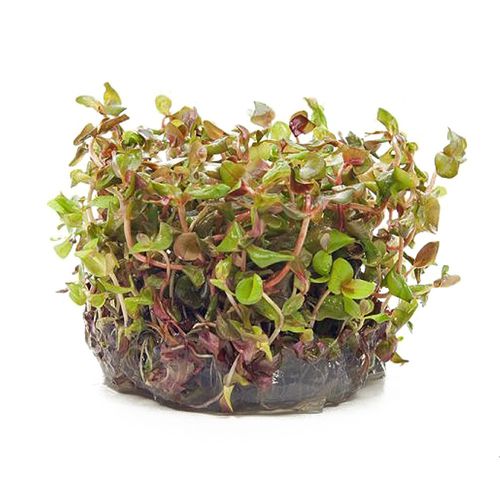 Roślina Invitro kubek mini - rotala macandra na Arena.pl