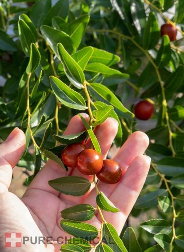 OLEJ JOJOBA 100ml na Arena.pl