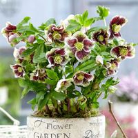 CIEMIERNIK PRETTY ELLEN WHITE SPOTTED - NAKRAPIANY, SADZONKA P11/1 LITR