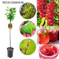 Czerwona Porzeczka Detvan plenna NA PNIU 80-120 cm