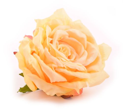 Róża główka żółta na Arena.pl