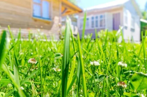 TRAWA MIESZANKA TRAWY z mikrokoniczyną koniczyna 2kg TRAWNIK SAMONAWOŻĄCY na Arena.pl