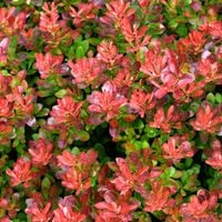 Berberys Thunberga 'Atropurpurea Nana' Czerwony (Berberis thunbergii) 2.0L