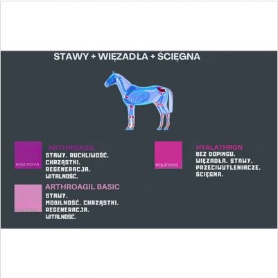Equinova Suplement Na Stawy Dla Koni Arthroagil Basic Liquid 1L na Arena.pl