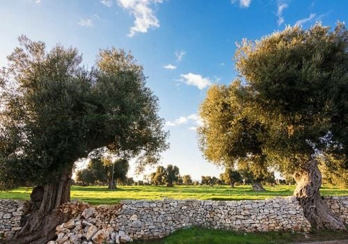 Oliwa z oliwek Extra Virgin 1L BIO SAPIO Świeża i łagodna na Arena.pl