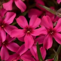 FLOKS SCARLET FLAME różowy - sadzonki 10 / 15 cm