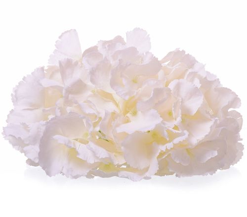 Hortensja wyrobowa ecri na Arena.pl