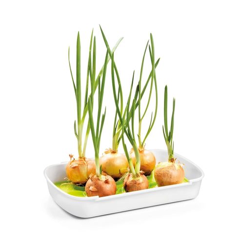 Zestaw do uprawy microgreens SENSE na Arena.pl