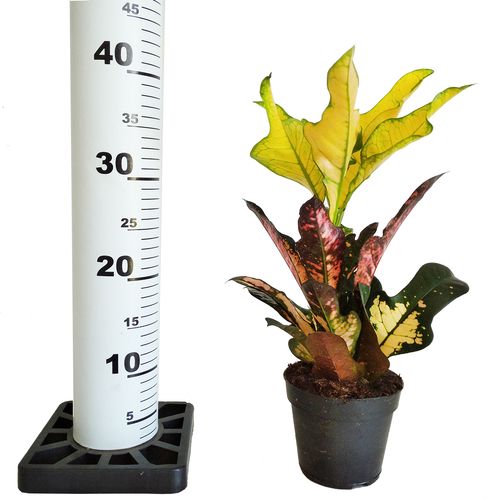 Kroton WILM 40cm na Arena.pl