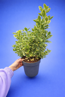 Laurowiśnia Otto Luyken 3L | 30–50 cm | Idealna na zimozielony żywopłot