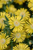 Delosperma Solstice Yellow - Delosperma cooperi