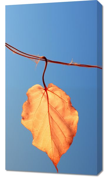 Obraz 50x90cm Ostatni Liść zdjęcie 1