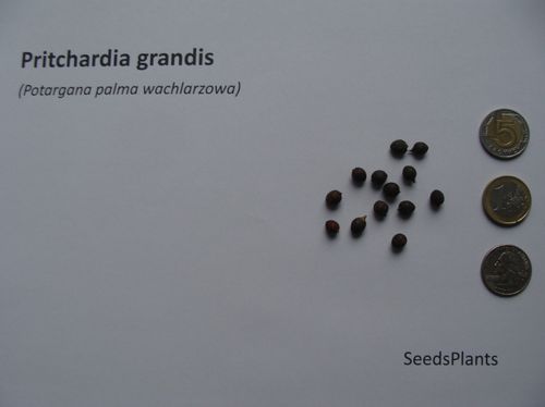 POTARGANA PALMA WACHLARZOWA Pritchardia grandis - NASIONA 70 sztuk - 10g. na Arena.pl