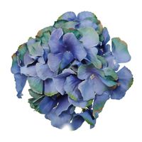 Hortensja wyrobowa lt.navy