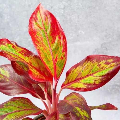 AGLAONEMA Crete FLAMES Red d9cm Niesamowicie wybarwiona PŁOMIENNA na Arena.pl