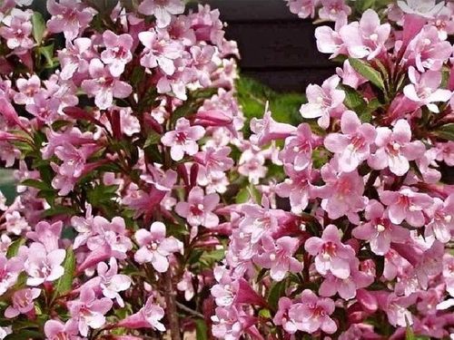 Krzewuszka cudowna PICCOLO Niewysoka Miniaturowa na Arena.pl