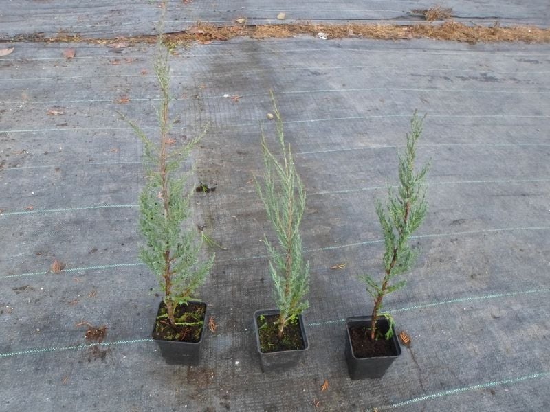 Jałowiec Blue Arrow 60-80cm P9 zdjęcie 7