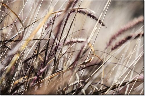 100 70CM OBRAZ PŁÓTNO BUSZUJĄCY TRAWIE NINA MATTHEWS PŁÓTNO RAMA na Arena.pl