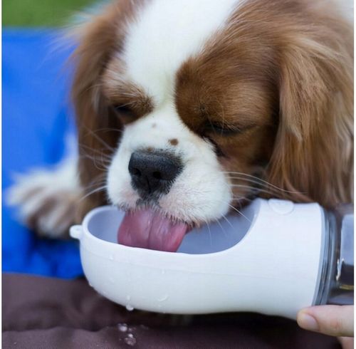 BUTELKA NA WODĘ DLA PSA BIDON POIDŁO MISKA 0,5L PRZENOŚNA SPACER TURYSTYCZN na Arena.pl