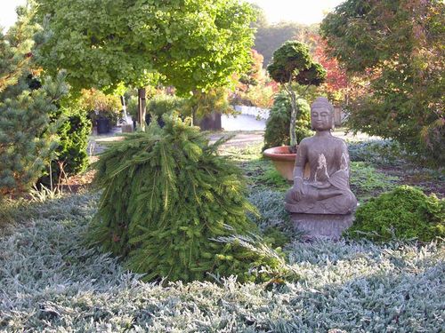 Świerk pospolity Formanek C3 na Arena.pl