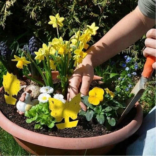 60x ŻÓŁTY LEP DO DONICZEK MOTYL na ziemiórki mszyce muszki owocówki na Arena.pl