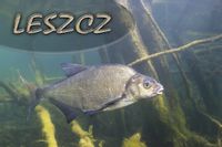 Leszcz II – magnes