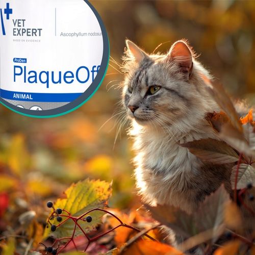 Proszek do zębów preparat dla psów i kotów Vet Expert Plaque Off 20 g na Arena.pl