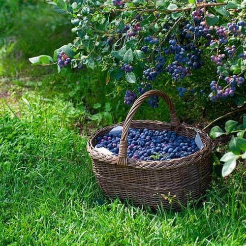 ZIEMIA PODŁOŻE DO BORÓWKI Z NAWOZEM KWAŚNA TORF ROŚLIN KWASOLUBNYCH na Arena.pl