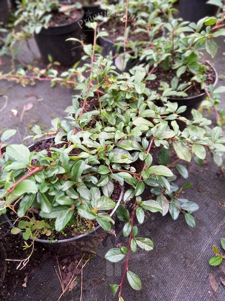 Irga płożąca Major zimozielony na skalniak i rabaty zdjęcie 5