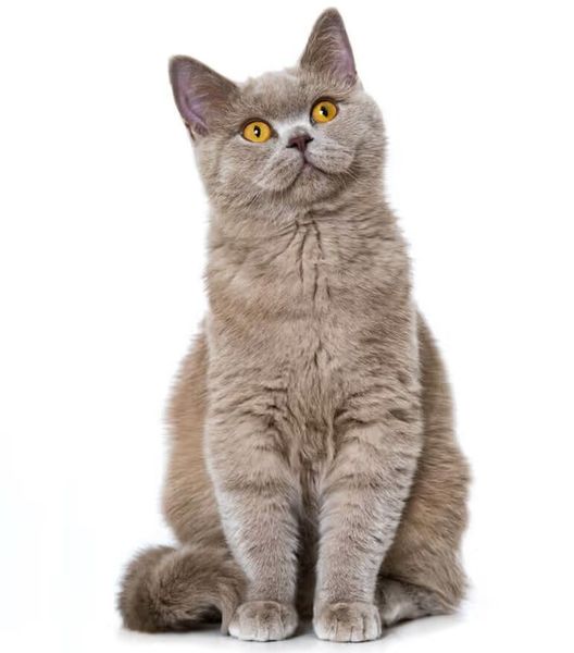 Feliway Classic Feromony wkład 48ml zdjęcie 3